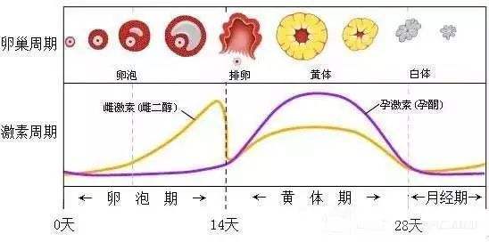 一个月有多少卵泡，卵泡发育与月经周期的奥秘