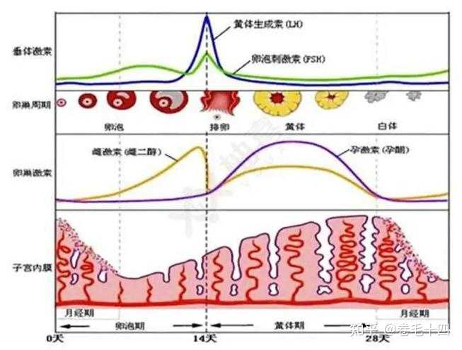 探究月经周期变化，月经上个月提前，这个月推迟的原因与解析